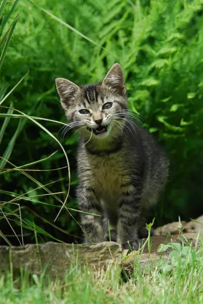 幼小的家养小猫咪 胖乎乎的 被草叶咬着的 小猫咪 非家养小猫咪 被草叶咬着的 家养小猫咪 — 图库照片