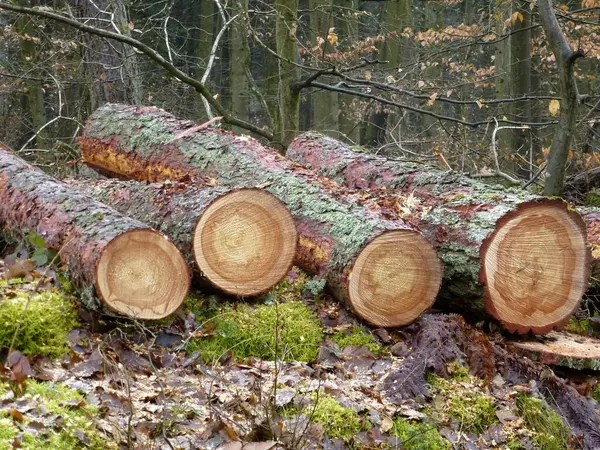 在Maulbronn附近的森林里 锯断的针叶树圆木 — 图库照片