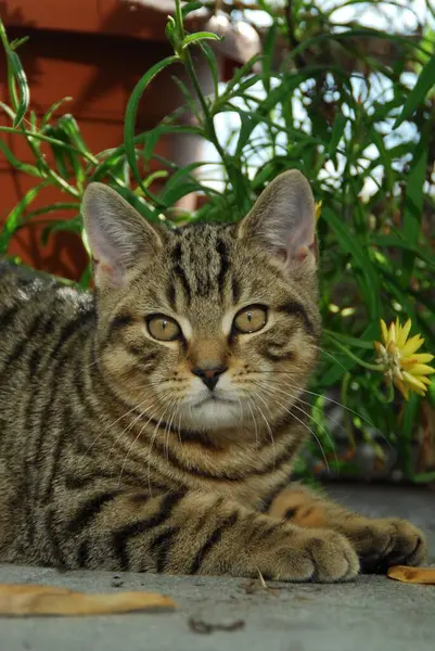 英国山猫 Tabby Portrait Kitten British Shorthair Mackerel Tabby Wildcat Felis — 图库照片