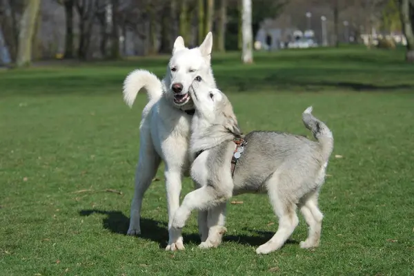 Parkta Oynayan Beyaz Sviçreli Çoban Köpeği Kanis Lupus Familiaris Genç — Stok fotoğraf