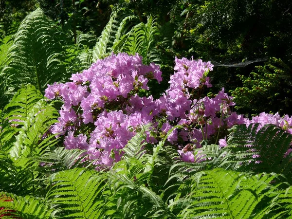 Rhododendron Blommar Trädgården Med Ormbunkar — Stockfoto