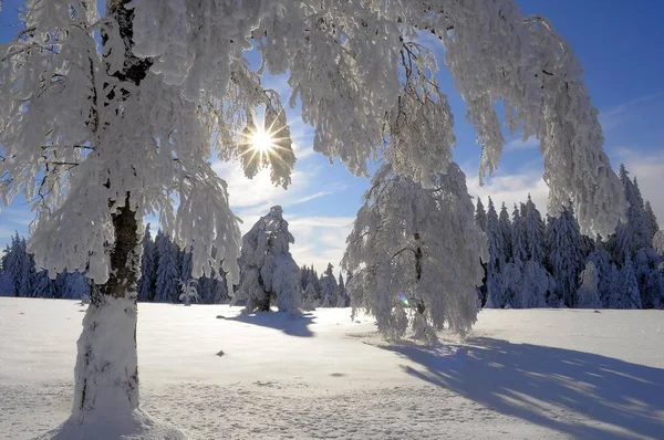Шварцвальд Зимой Еловый Лес Шварцвальд Снежный Пейзаж Заснеженная Ель Заснеженные — стоковое фото
