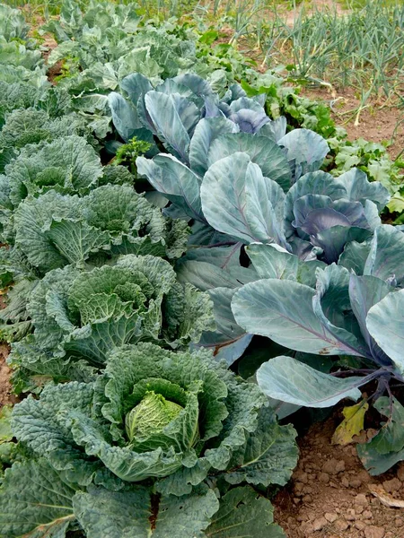 菜园里有蓝菜的萨伏伊卷心菜 — 图库照片