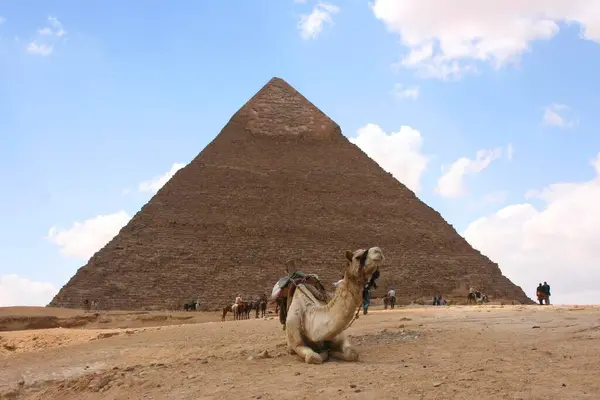 一只警察骆驼在非洲开罗的Khafre金字塔前休息了一下 — 图库照片