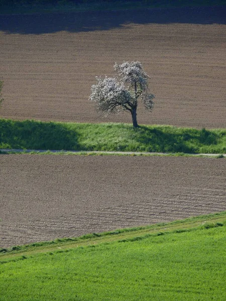 Весна Пейзаж Цветущие Фруктовые Деревья — стоковое фото