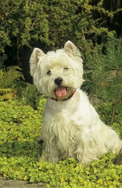 Westi Σκυλί Στο Πάρκο — Φωτογραφία Αρχείου