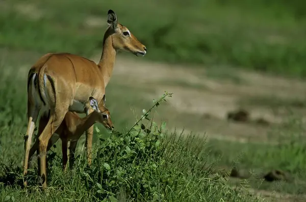 Impala Met Jonge Antilope Met Zwarte Hakken Aepyceros Melampus Melampus — Stockfoto