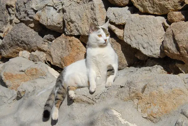 ビーチにいる美しい猫は — ストック写真