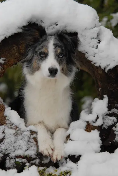 Красивая Пограничная Колли Собака Фоне Природы — стоковое фото