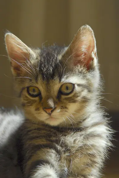 Молодий Домашній Кошеня Скумбрія — стокове фото