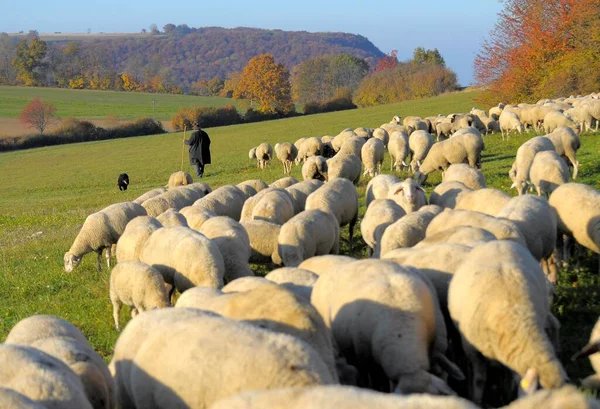 Stádo Ovcí Podzim Pastvinách Pastýřem — Stock fotografie