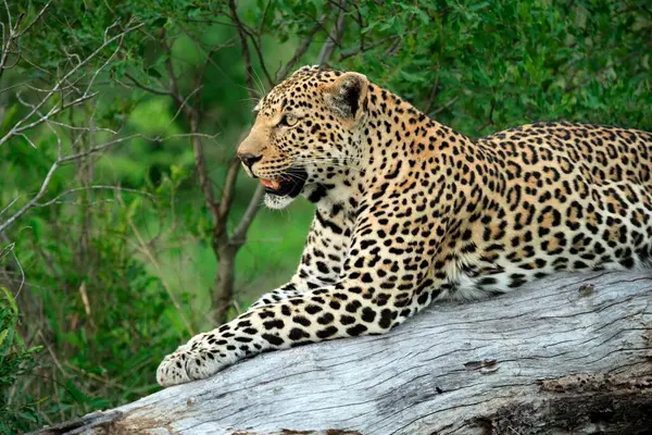Фахард Panthera Pardus Национальный Парк Крюгера Южная Африка Частный Заповедник — стоковое фото