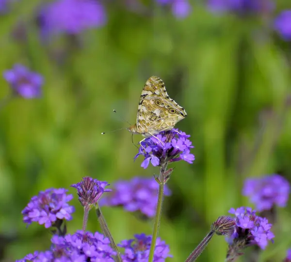 Bogáncs Pillangó Verbéna Virág Közelről — Stock Fotó