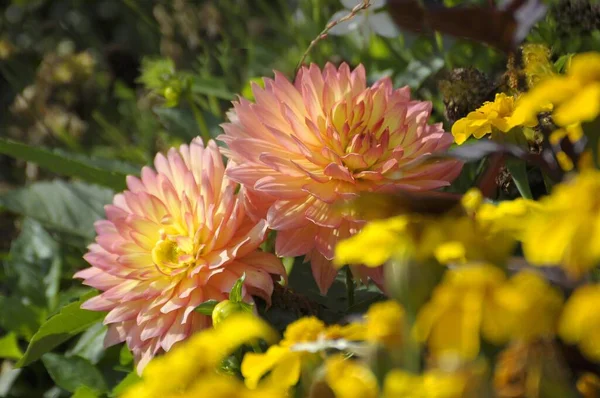 Лилии Цветении Саду — стоковое фото