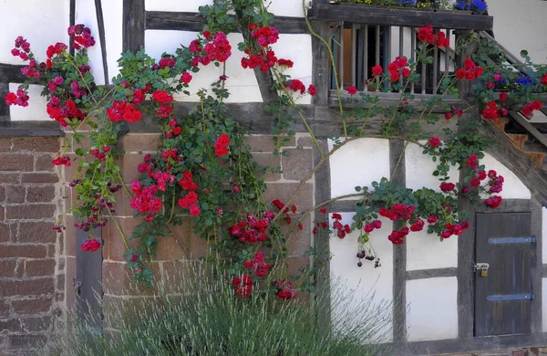 Trandafiri Roșii Alpiniști Grădină Vedere Timpul Zilei — Fotografie, imagine de stoc