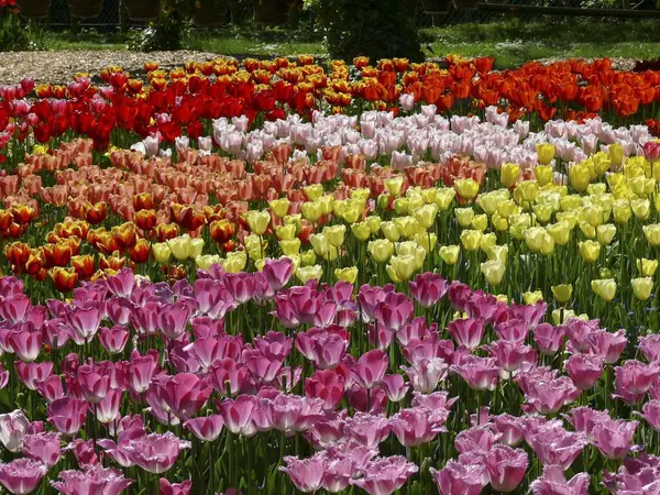 Krásný Tulipán Květy Letní Zahradě — Stock fotografie