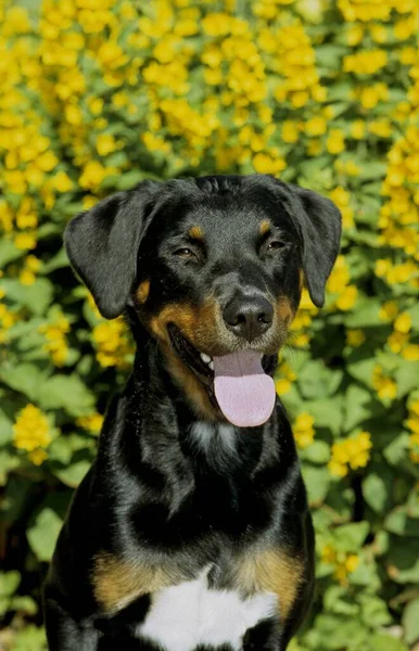Appenzeller Sennenhund Appenzeller Dog Appezller Blss Fci Standard —  Fotos de Stock
