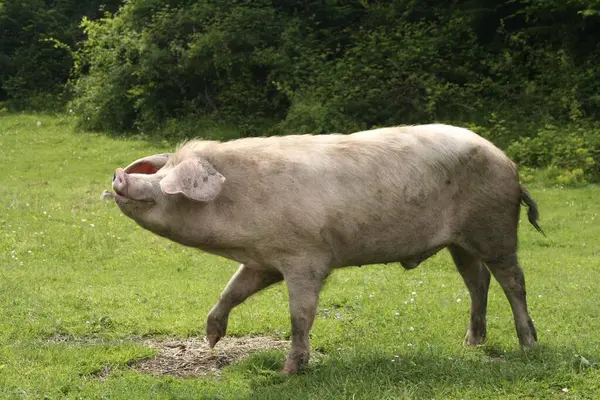 Uma Porca Prado Nos Cárpatos Ocidentais Roménia Europa — Fotografia de Stock