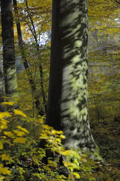 Colourful Tress Autumn Beautiful Autumn Forest — Stock Photo, Image