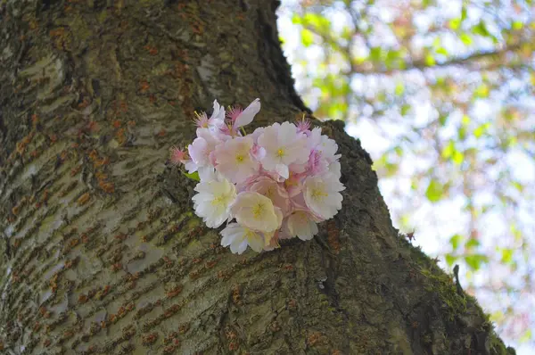 Schwetzingen Frühling Japanische Kirschbaumblüte Bergkirsche Orientalische Kirsche Ostasiatische Kirsche Prunus — Stockfoto