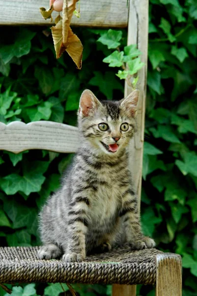 Młody Kotek Domowy Pręgowany Siedzący Krześle Ogrodzie Kociak Pręgowany Siedzący — Zdjęcie stockowe