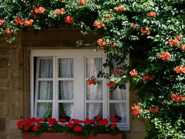Окно Цветами Снаружи Герань Пунше — стоковое фото