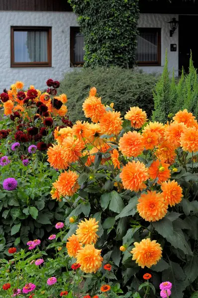 Casa Selva Negra Con Jardín Flores Verano Diferentes Flores Verano — Foto de Stock