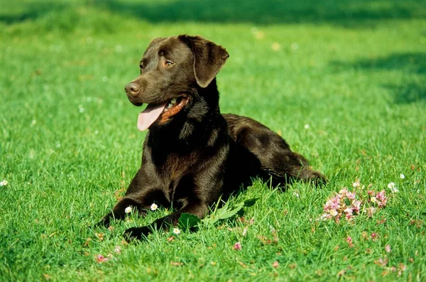 Labrador Sobre Hierba Verde — Foto de Stock