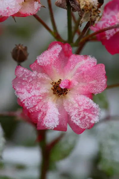 Piękny Kwiat Pokryty Mrozem Ogrodzie — Zdjęcie stockowe