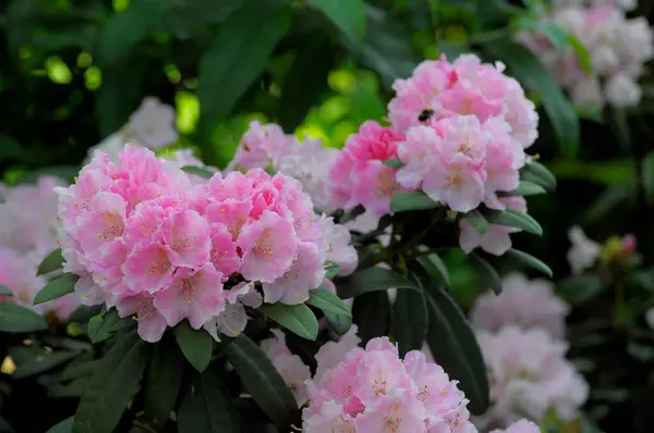 Bahçede Açan Güzel Güller — Stok fotoğraf