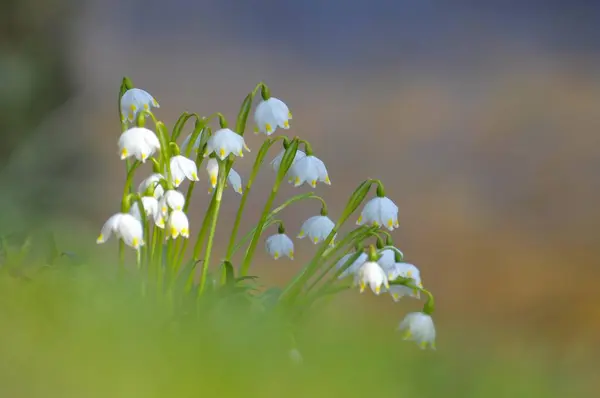 Flores Primavera Marigolds Flor Leucojum Vernum Calêndula Primavera Marigolds Sinos — Fotografia de Stock