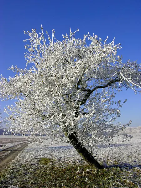 Πρώτος Παγετός Κλαδιά Δέντρων Χειμερινό Τοπίο — Φωτογραφία Αρχείου