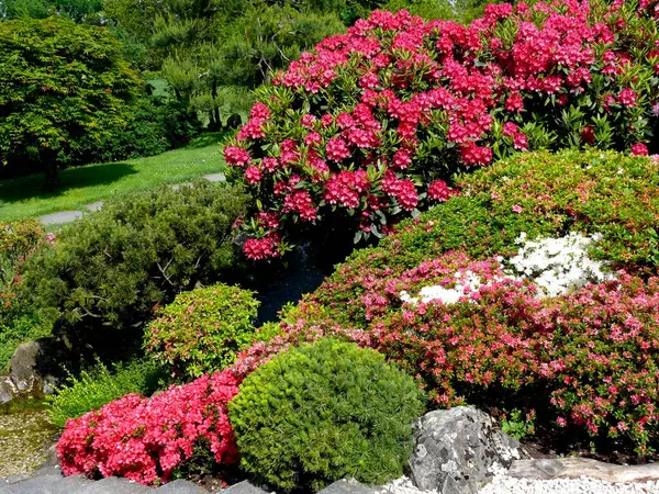 Ludwigsburg Floração Barroco Jardim Japonês Flor Azálea — Fotografia de Stock