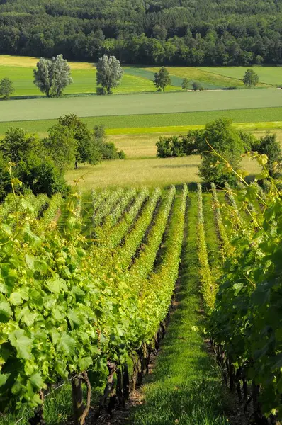 美丽的葡萄园场 葡萄酒种植区 — 图库照片
