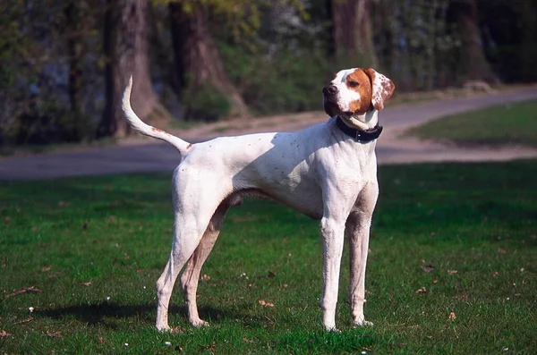 Γκρο Πλαν Άποψη Του Σκύλου Pointer Στο Πάρκο — Φωτογραφία Αρχείου