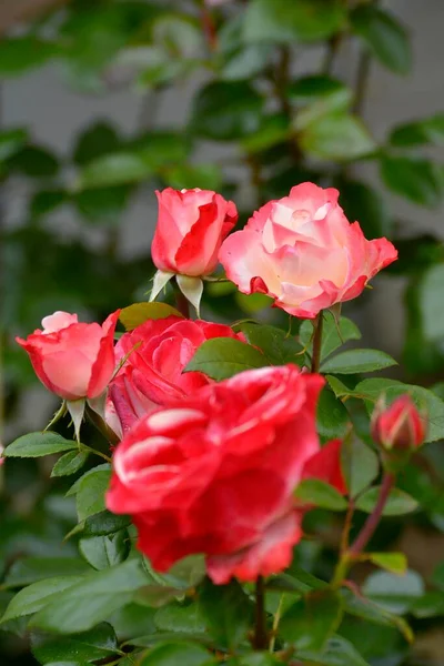 Rose Rosse Bianche Fiorite Giardino — Foto Stock
