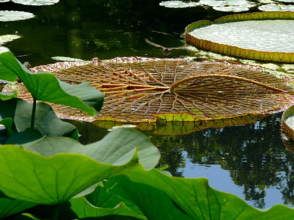 Zoological Botanical Garden Wilhelma Stuttgart Water Lily Pond Leaves Victoria — Stock Photo, Image