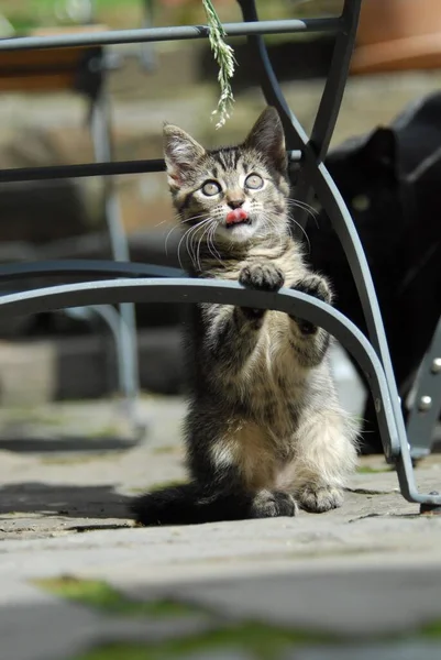 若い家庭用子猫 タビー 庭の椅子に立って 非プリーショートヘアのブレードで遊んで 庭の椅子に立って芝生 フェリスシルベストリス のブレードで遊んでいます — ストック写真