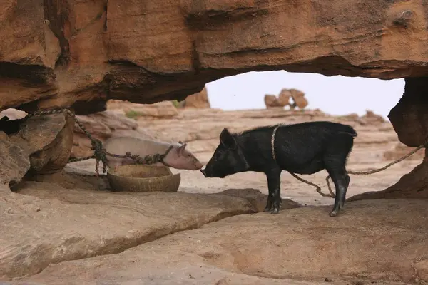 Black White Piglet Rock Binematou Dogon Country Mali Africa — Stock Photo, Image