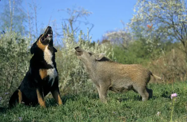 Widok Bliska Świnię Psa Przyrodzie — Zdjęcie stockowe