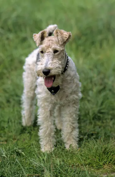Close-up view of Fox Terrier staying on he green grass