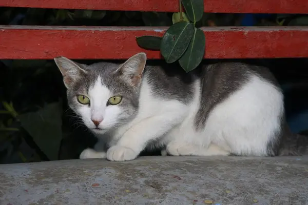 Gato Doméstico Escondido Entre Cerca Vista Cerca —  Fotos de Stock