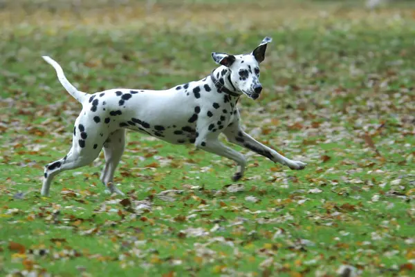 Dalmaçyalı Bir Köpeğin Sonbahar Yapraklarıyla Çayırda Koşuşunun Yakın Görüntüsü — Stok fotoğraf