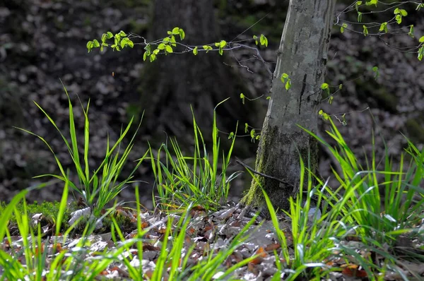 Весна Лиственных Лесах Свежие Травы Бук — стоковое фото