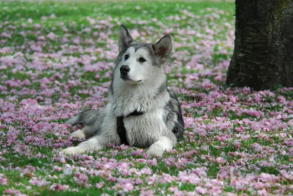 Fiatal Alaskan Malamute Hónapos Nőstény Fekszik Tenger Rózsaszín Háziállat Canis — Stock Fotó