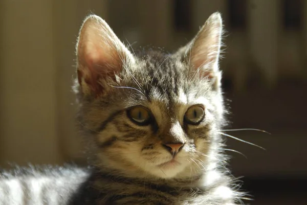 Молодий Домашній Кошеня Скумбрія — стокове фото