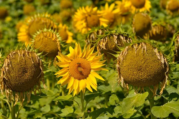 Sonnenblumen Wachsen Auf Dem Feld Landwirtschaftliches Konzept — Stockfoto