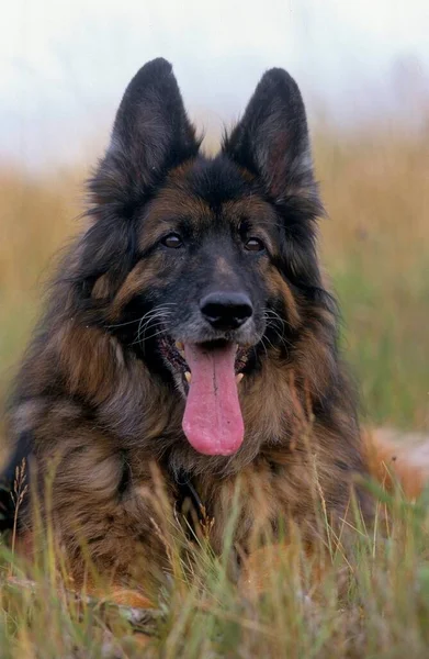 Old German Longhair Shepherd Dog