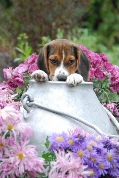 Young Beagle, puppy, tricolour, peering out of an old milk churn, FCI, Standard No. 161, young Beagle, puppy, peering out of an old milk can