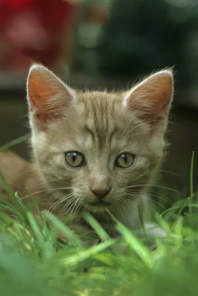 芝生にポーズするヤングハウス子猫 — ストック写真